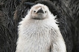 The pale king penguin