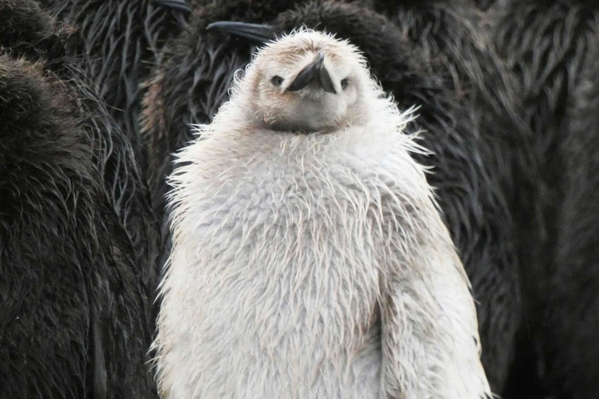 The pale king penguin