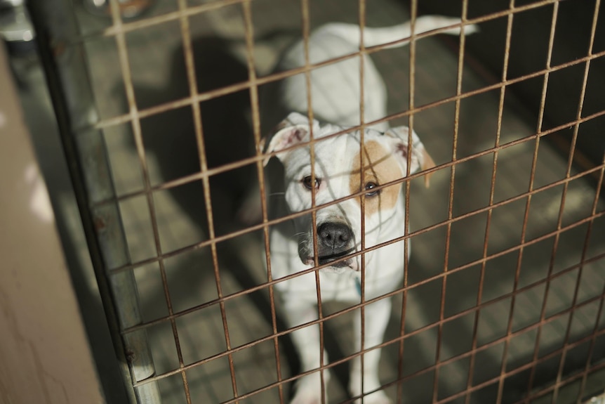 A staffy dog in a cage at a dogs' home