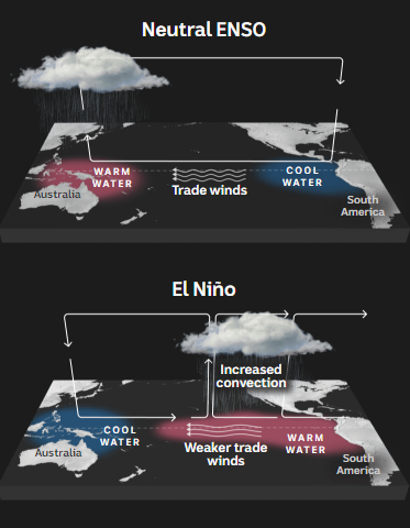 A diagram showing wind and warm water close to Australia during a neutral phase and the opposite during El Niño