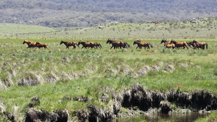 Brumbies running through the Snowy Mountains