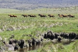 Brumbies running through the Snowy Mountains