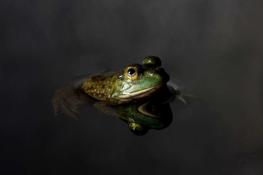 A small green frog in water with dark background.