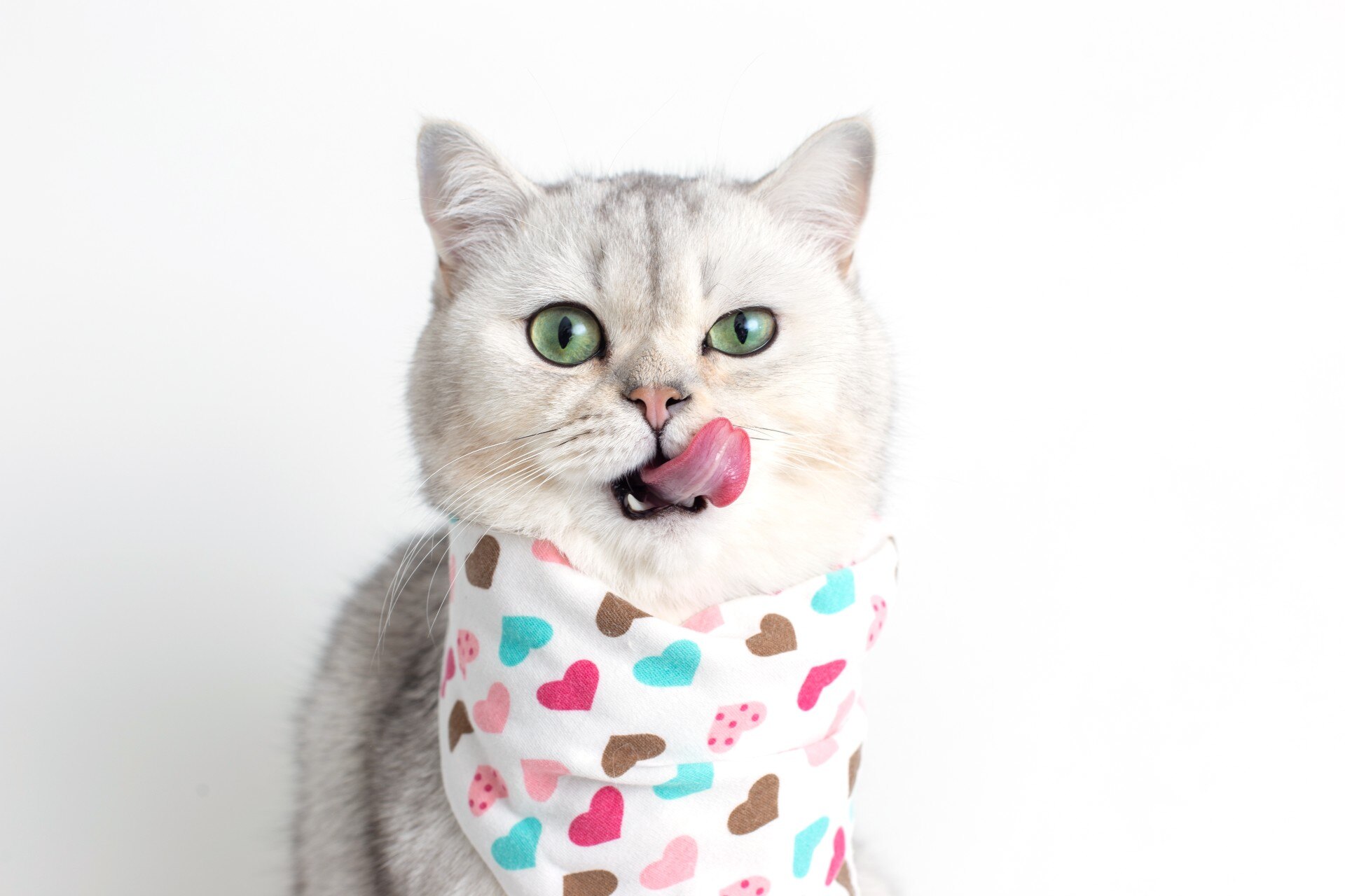 A white cat wearing a patterned bandana around its neck, licking its lips