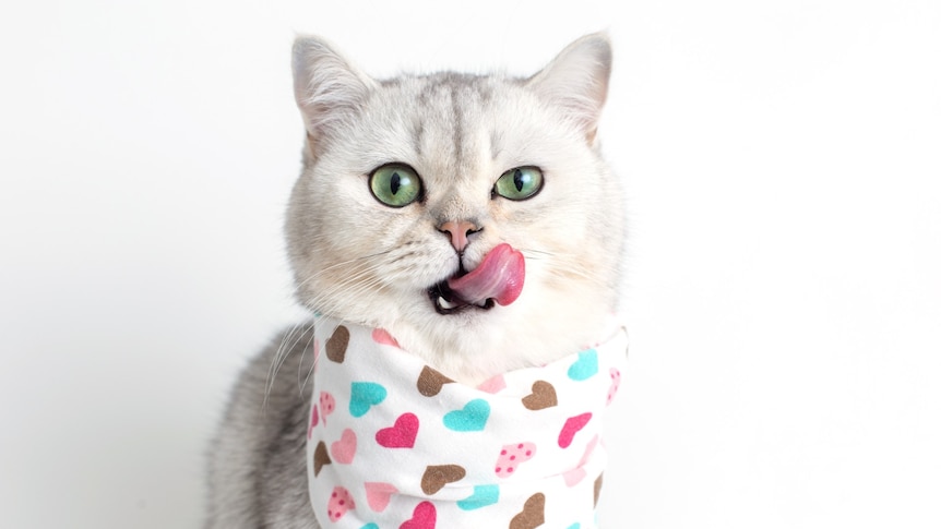 A white cat wearing a patterned bandana around its neck, licking its lips