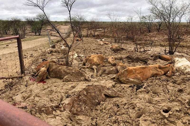 A handful of dead cows amongst mud in Julia Creek.