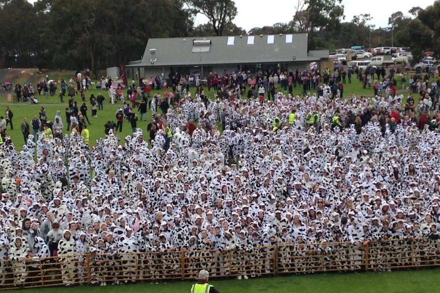 A crowd of people in cow suits in 2014