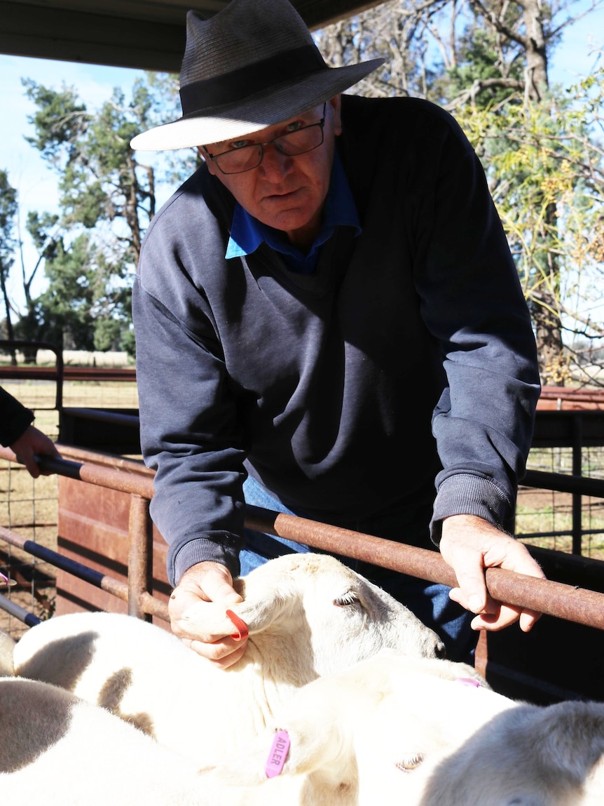 A man wearing a hat looking at a sheep.