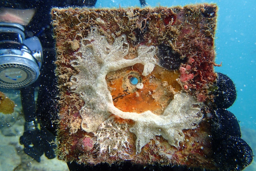 tile with coral