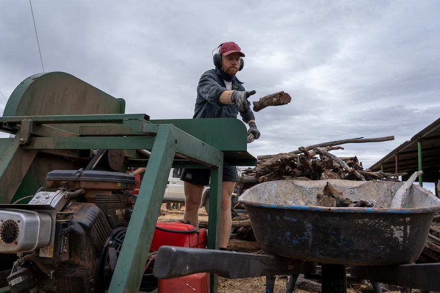 A man with cap and ear muffs cuts timber and throws it into a wheelbarrow.