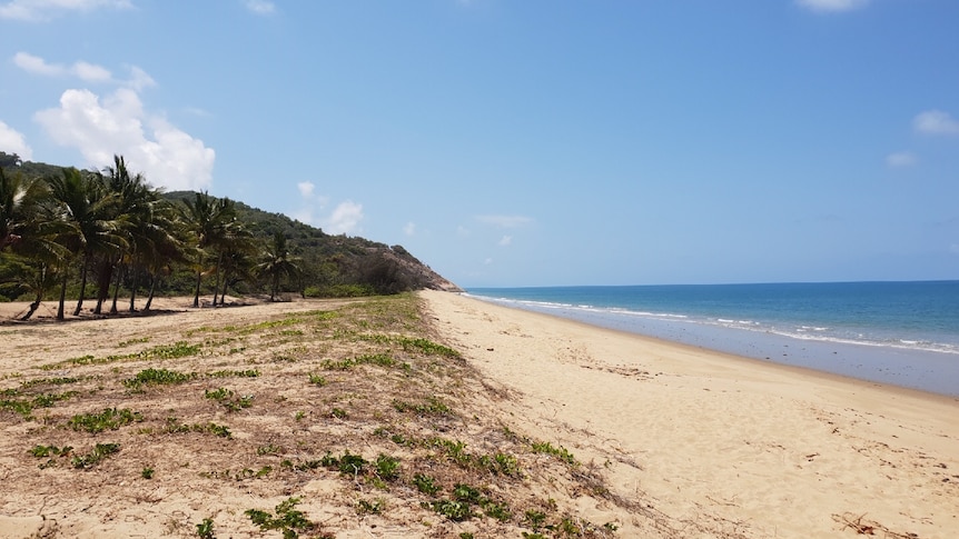 Wide shot of Wangetti Beach showing the water, beach and sand dunes with palm trees.