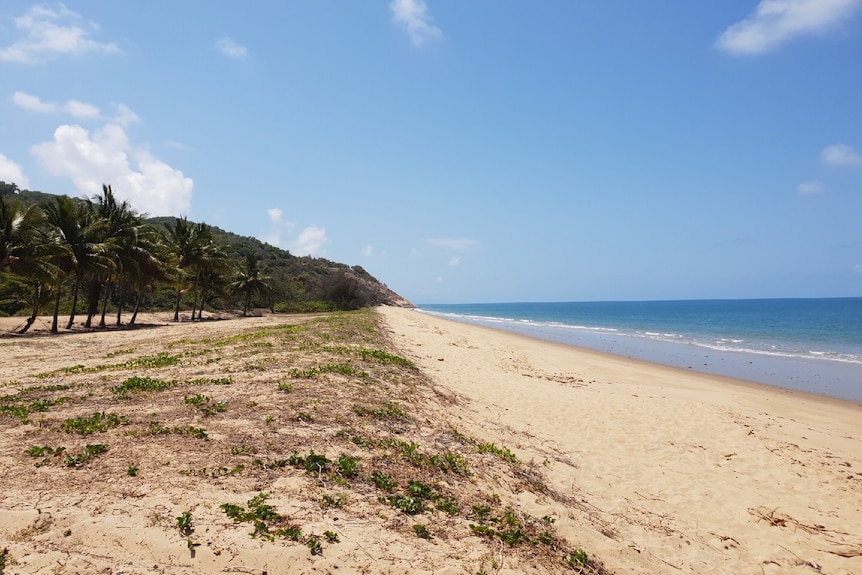Wide shot of Wangetti Beach showing the water, beach and sand dunes with palm trees.