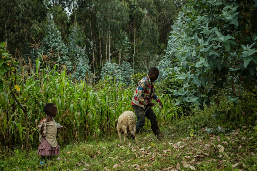 Emmanuel guides a sheep through the grass