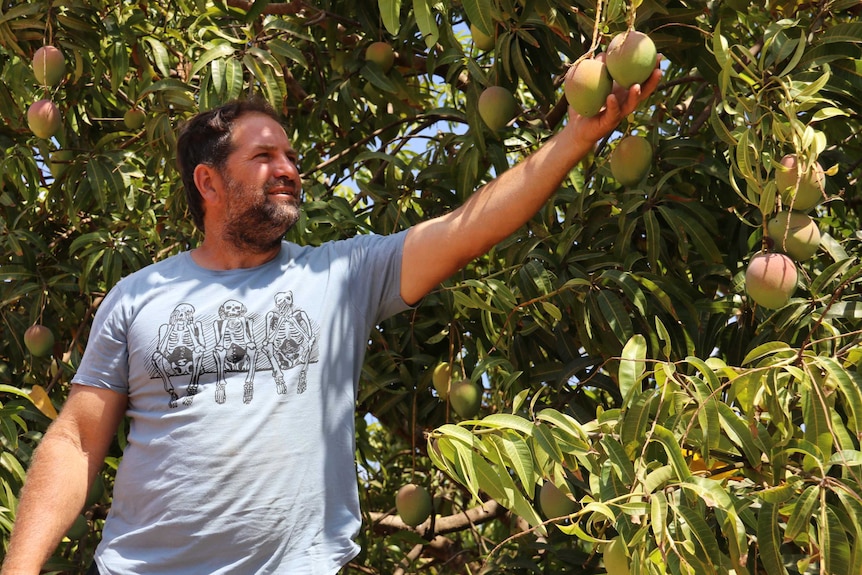 Top End mango grower Leo Skliros reaching for two Kensington Pride mangoes on his farm.
