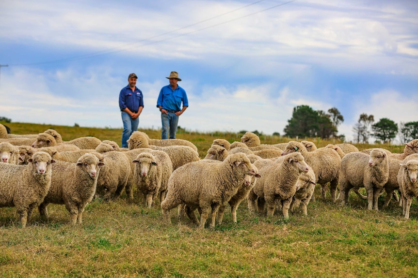 Herd of sheep on a property with two middle aged men in the background watching on.