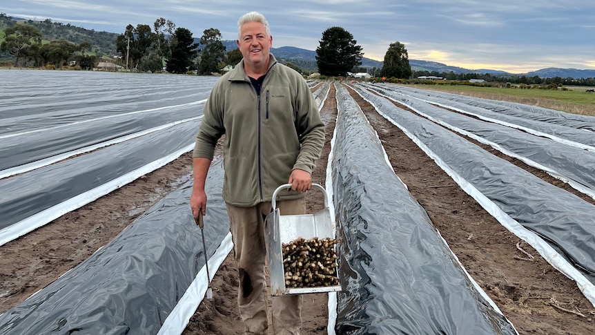 a man stands in between rows of plastic holding a bucket filled with white asparagus