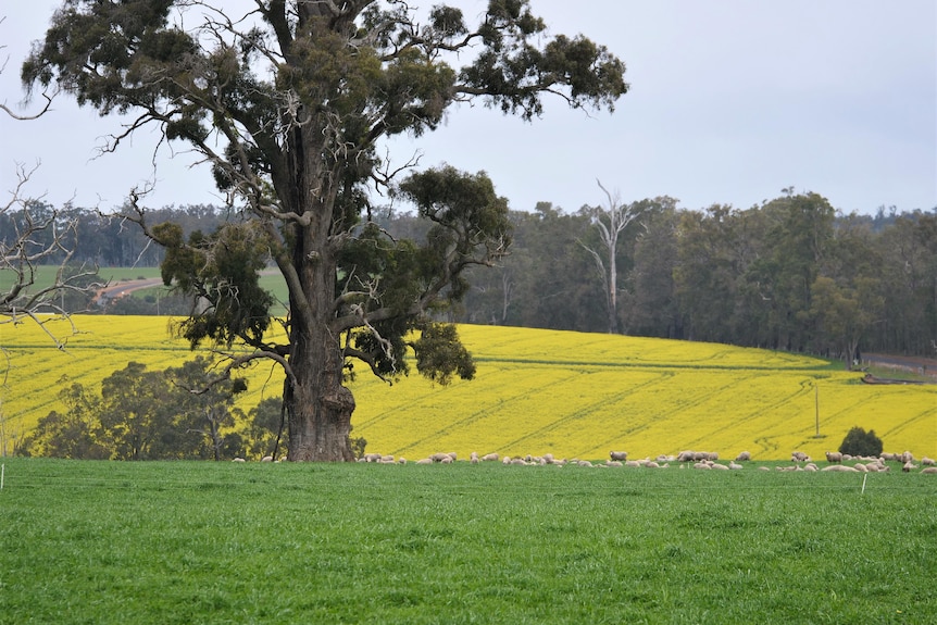 Sheep in the distance of a photo of a paddock.