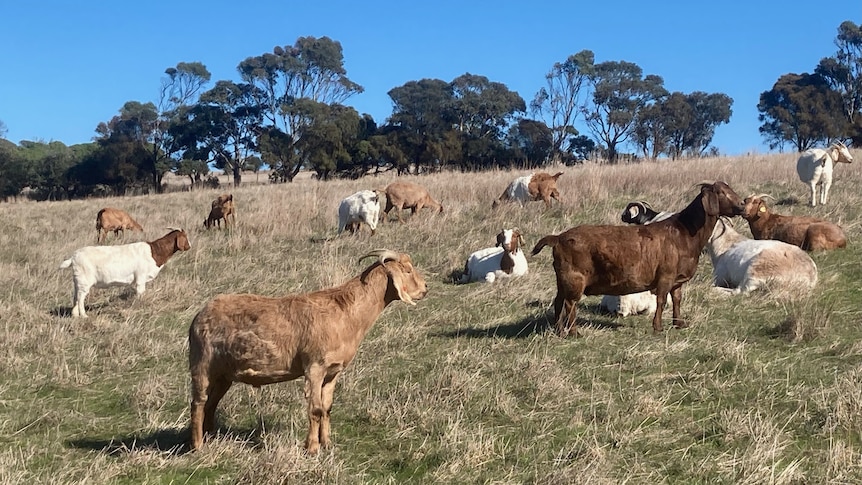 14 goats in a grassy field