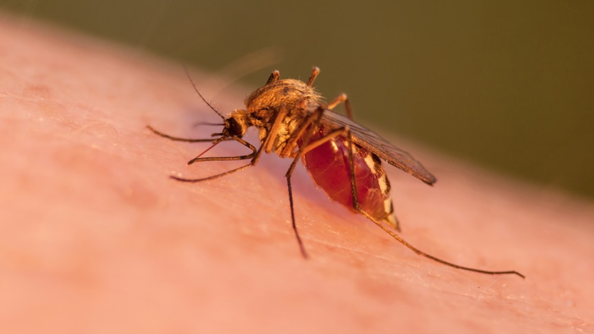 An Anopheles mosquito feeding on human blood.