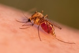 An Anopheles mosquito feeding on human blood.