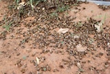 dead bees on the ground.