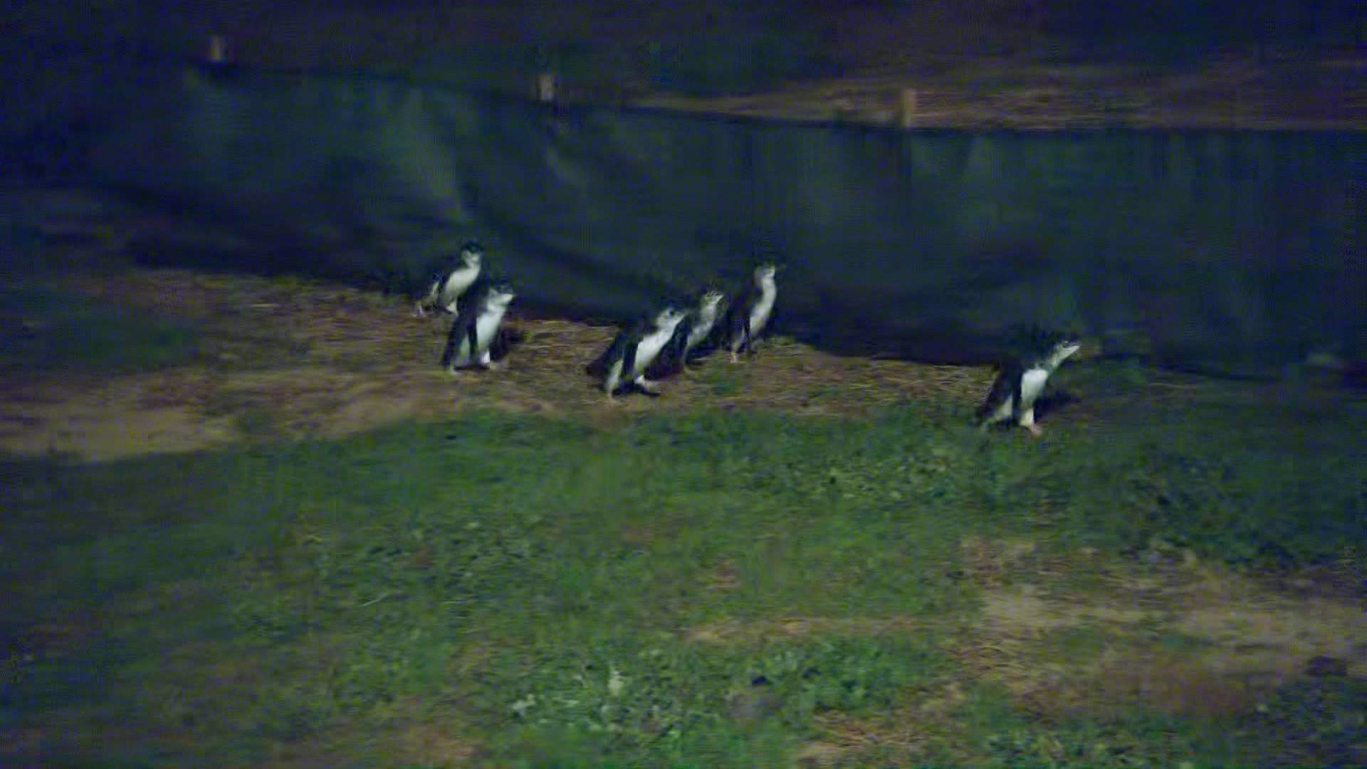 Penguin bird flu vaccination drive passes 1,000-dose milestone