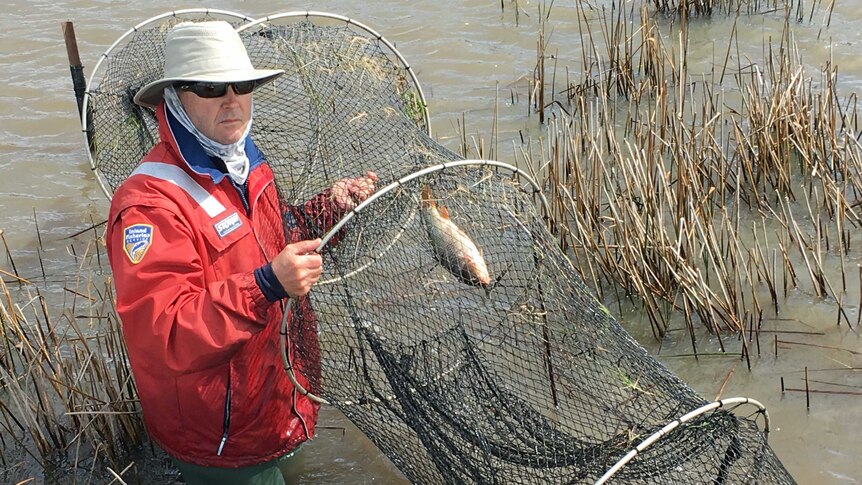 Chris Wisniewski from Inland Fisheries catching carp in a fyke net.