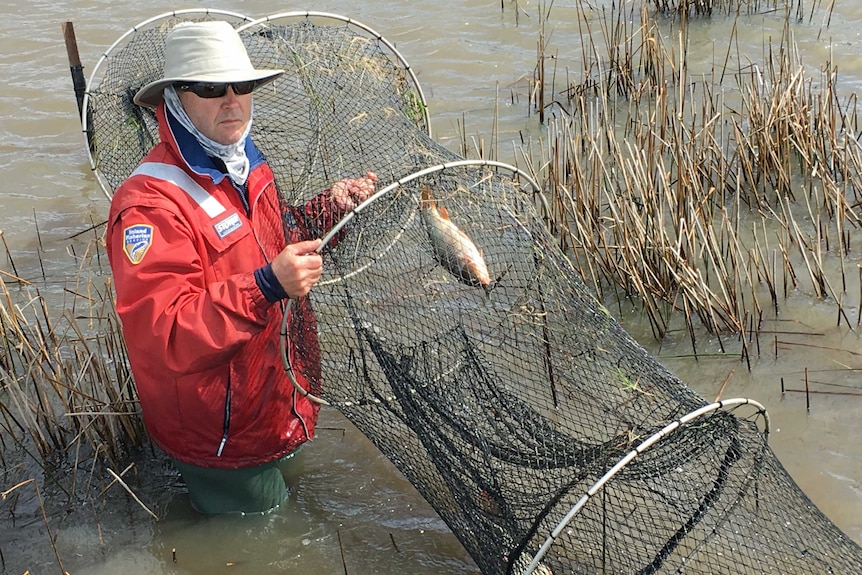 Chris Wisniewski from Inland Fisheries catching carp in a fyke net.