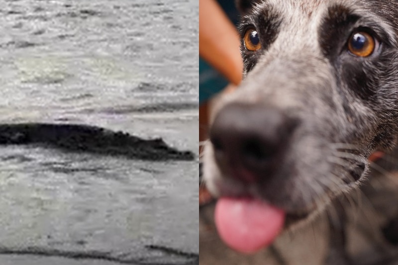 A composite image of a crocodile at Casuarina beach and Axle the dog.