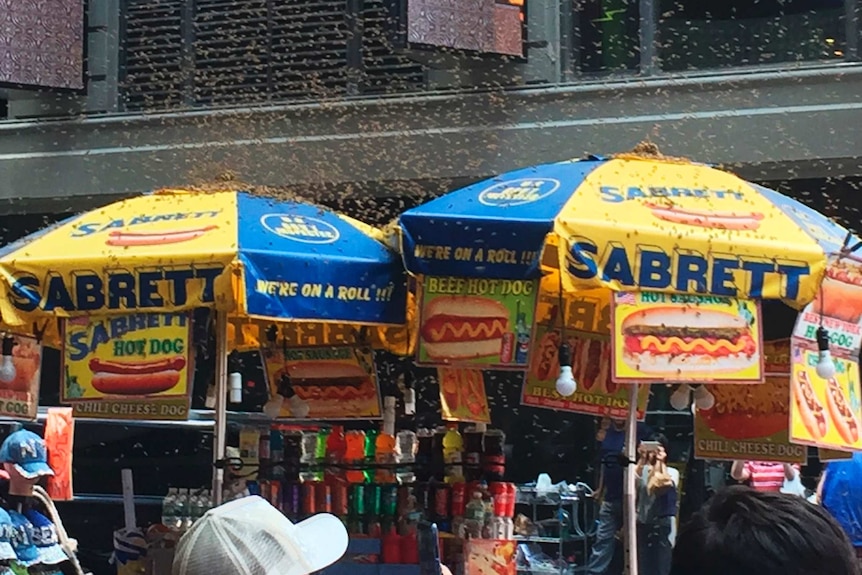 The NYPD said the bees were safely removed from the area.