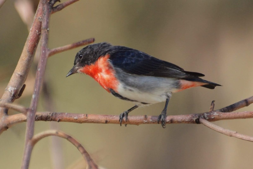 A small bird with black on its head and back and red and white on its front, sitting on a branch