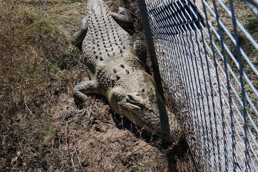 Crocodile by a metal fence in a crocodile farm