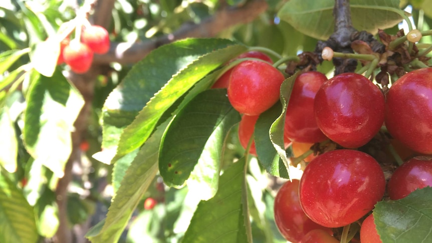 Close-up shot of cherries hanging from a tree.