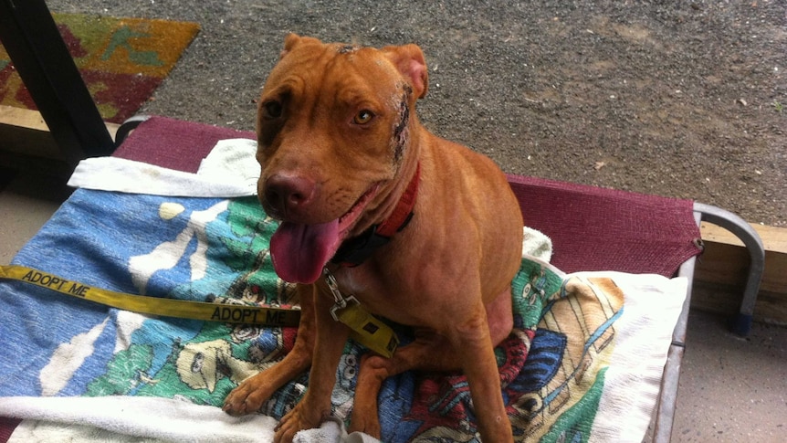 A pit bull, Stella, with a lead that says "adopt me".