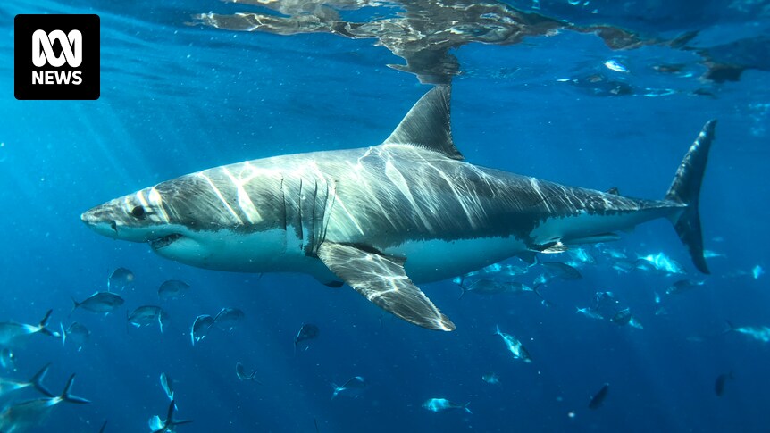 White shark numbers increasing after 20 years of protection but footage of  mating still elusive - ABC News