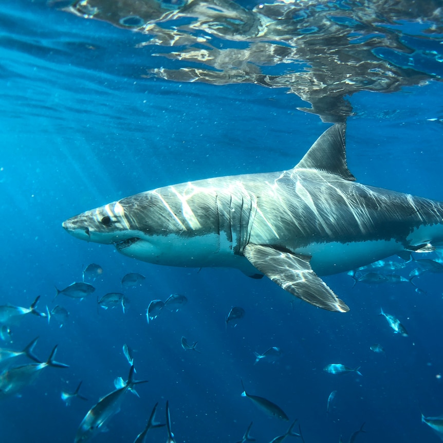 A great white shark in the deep blue sea.