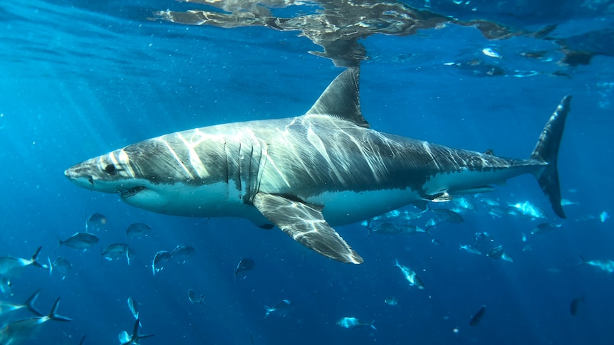 A great white shark in the deep blue sea.