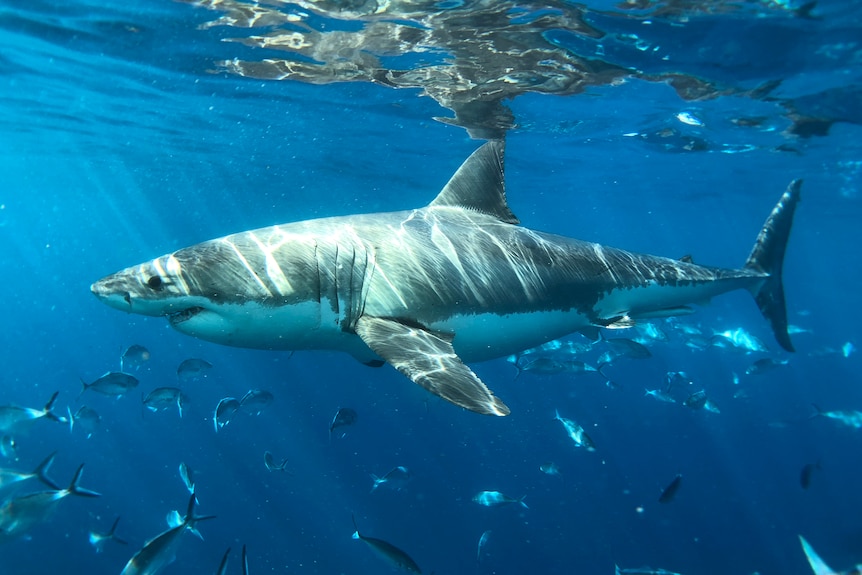 A great white shark in the deep blue sea.