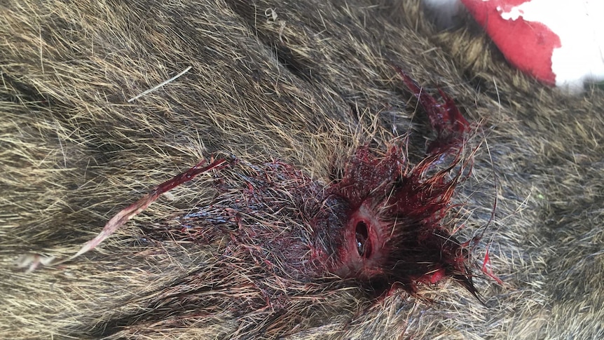 A close up photo of a dead wallaby in far north Queensland.