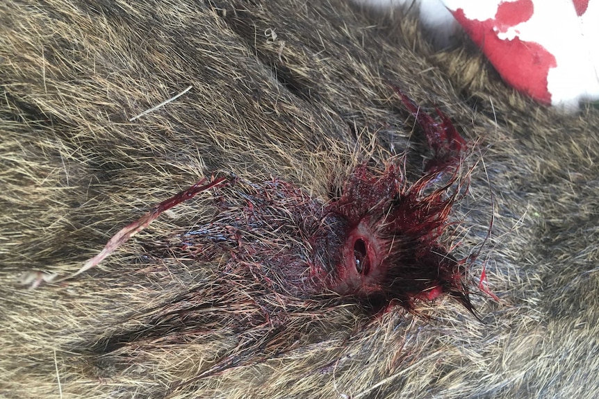 A close up photo of a dead wallaby in far north Queensland.