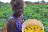 A woman stands in a field holding a bucket of bright yellow squash