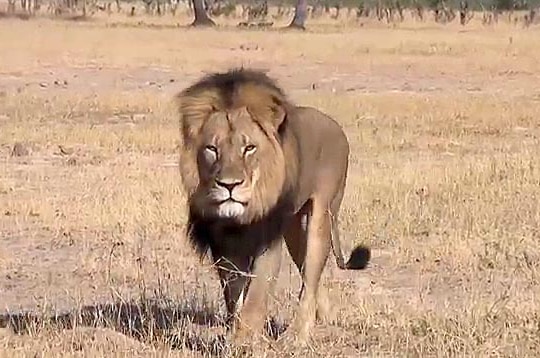 Cecil the lion in Zimbabwe