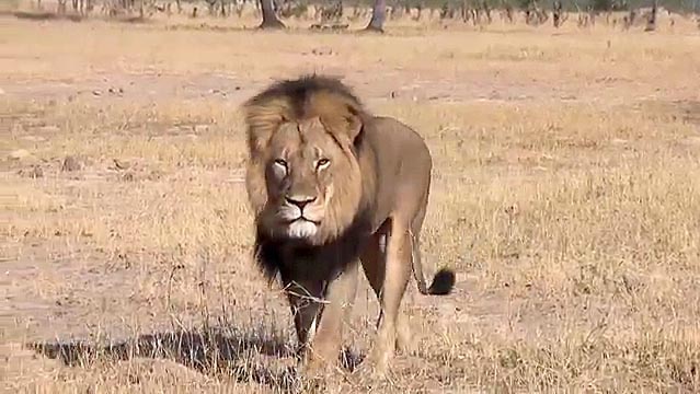 Cecil the lion in Zimbabwe