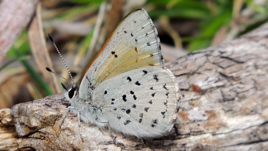 A white butterfly with black wing spots.