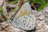 A white butterfly with black wing spots.