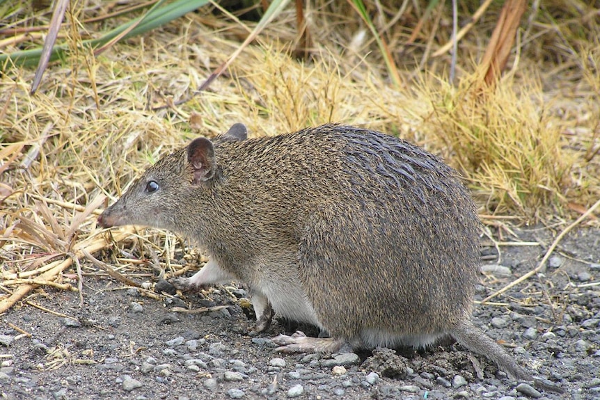 A southern brown bandicoot on gravel and close to dry grass.
