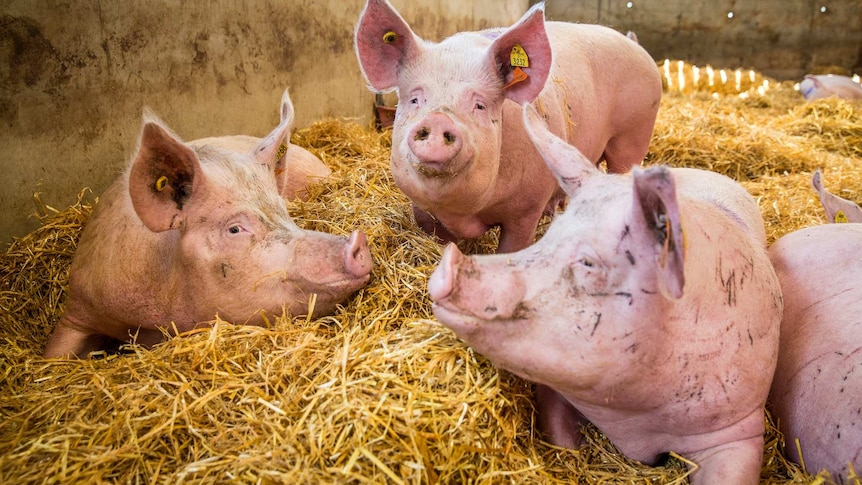 Three female pigs sitting on straw at a piggery.