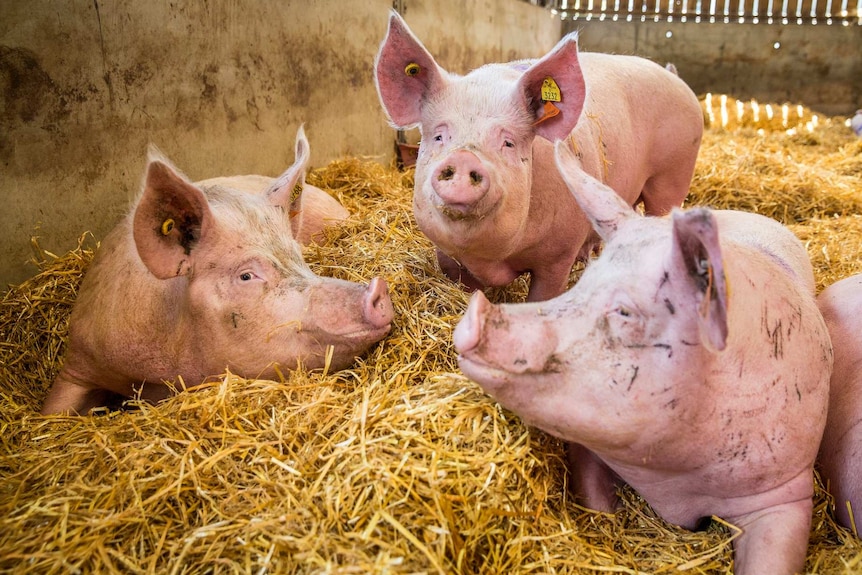 Three female pigs sitting on straw at a piggery.