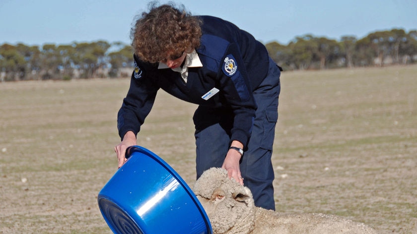 RSPCA officer with starving sheep, Grass Patch, WA.