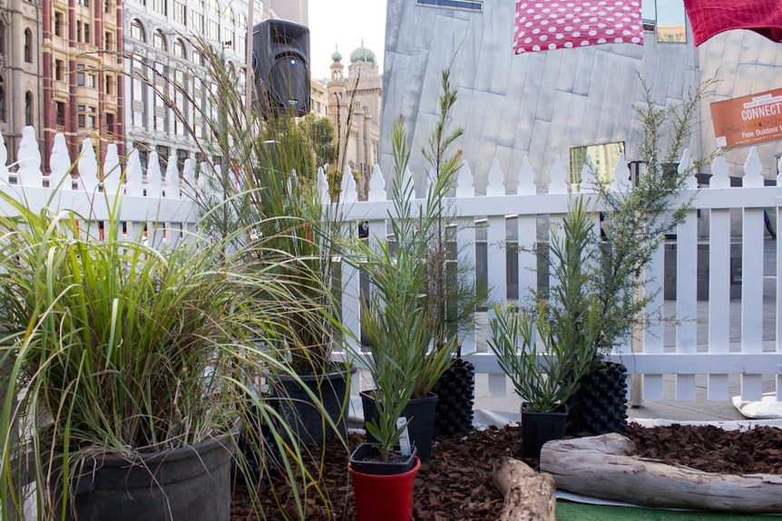 A collection of shrubs and grasses sit in pots, surrounded by city buildings.